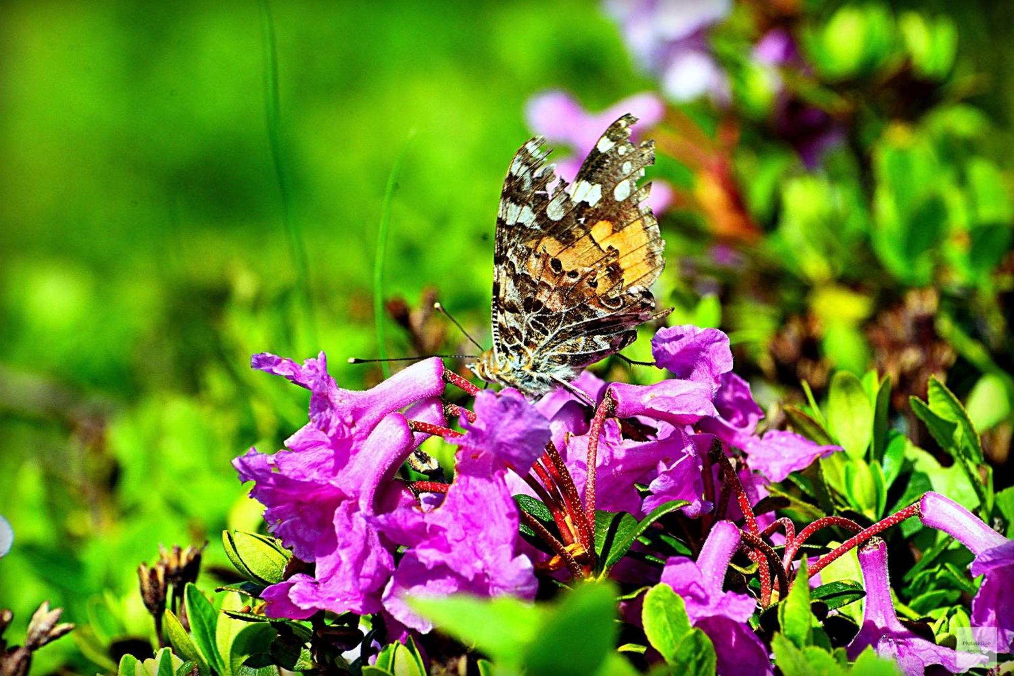 Conacul Doamnei Villa Corbi Buitenkant foto